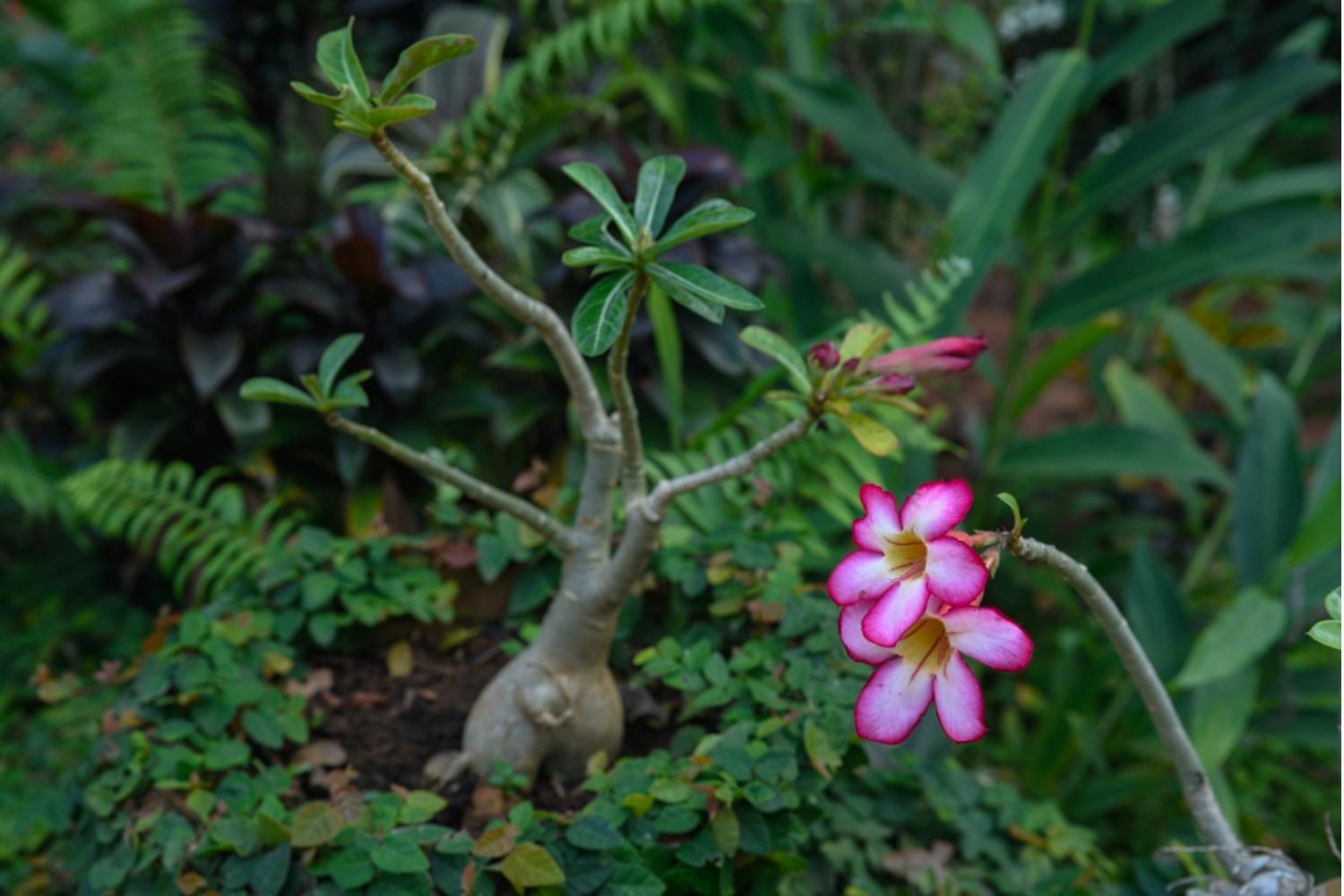 Gaia'S Garden Guest House Auroville Exterior foto